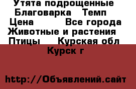 Утята подрощенные “Благоварка“,“Темп“ › Цена ­ 100 - Все города Животные и растения » Птицы   . Курская обл.,Курск г.